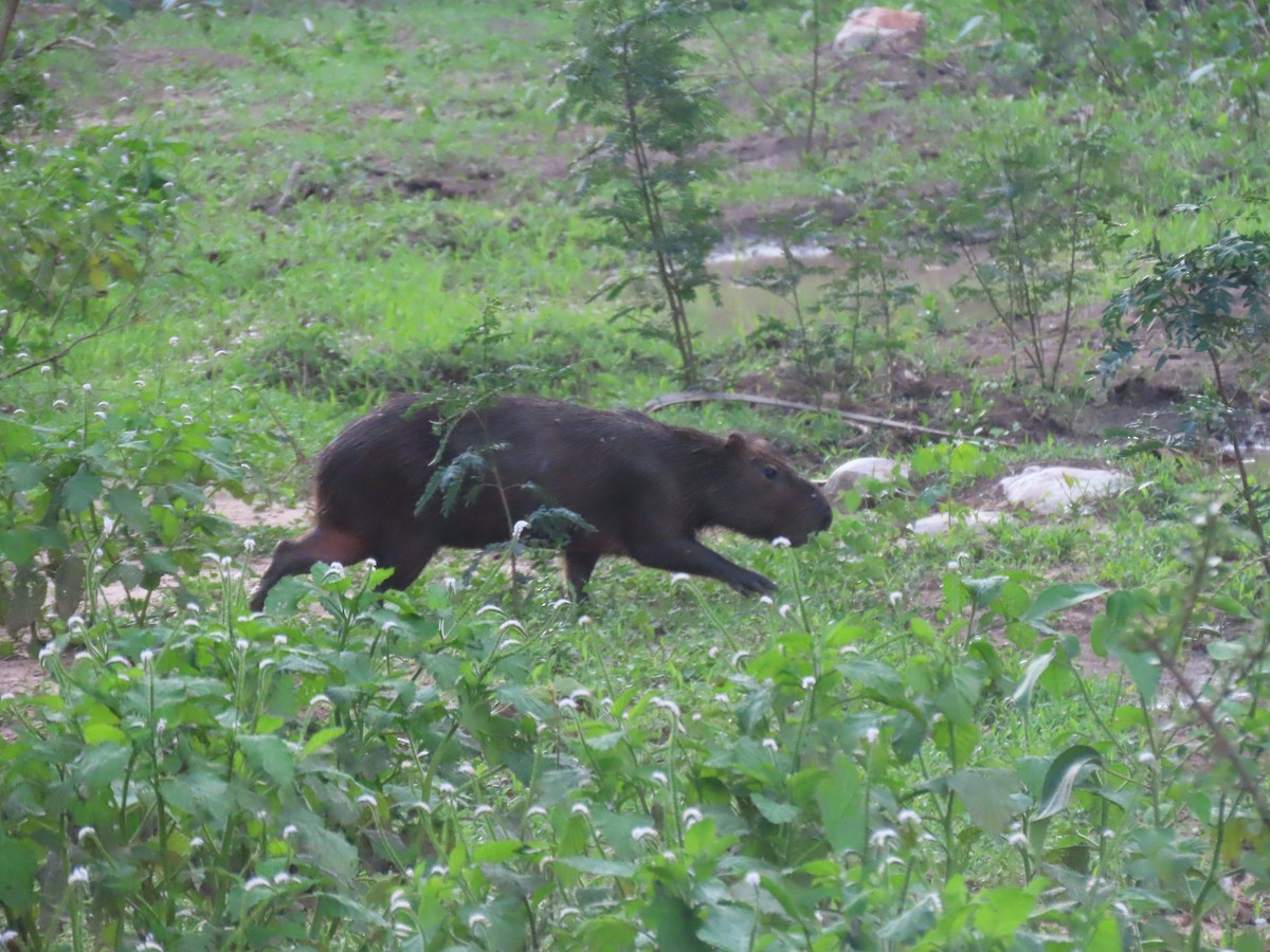 動物界 - ML645938106