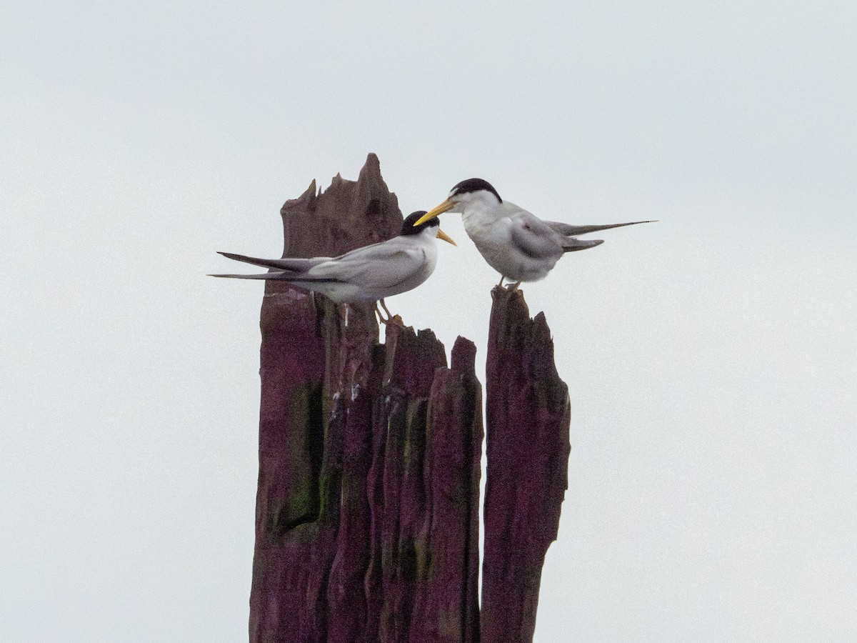 Амазонская крачка - ML645938108