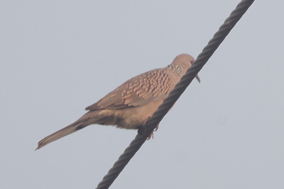 Spotted Dove - ML645938109