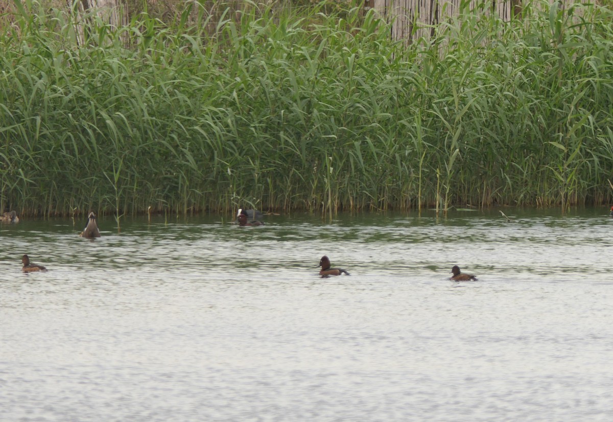 Ундар шумбуур - ML645938110