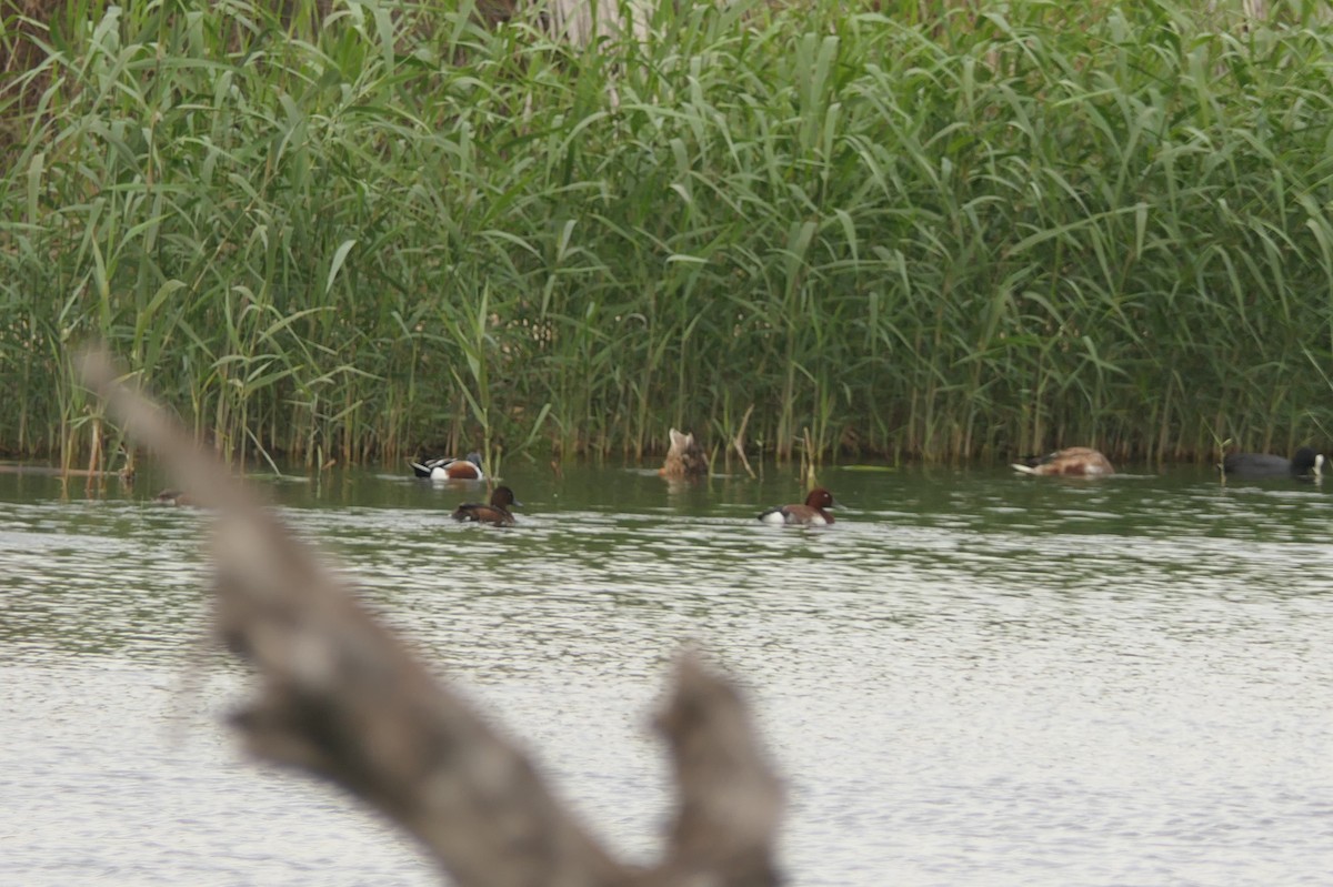 Ундар шумбуур - ML645938111