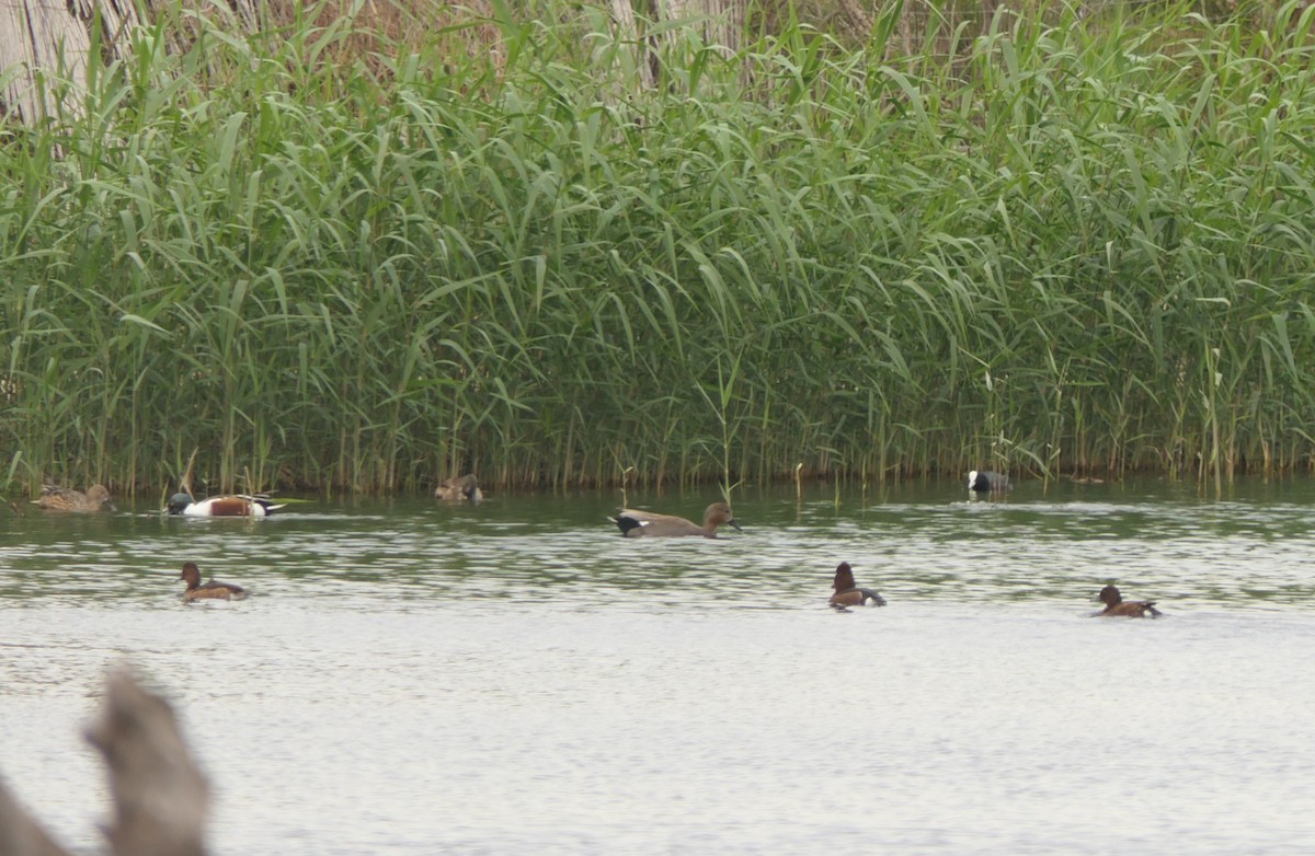 Ундар шумбуур - ML645938112