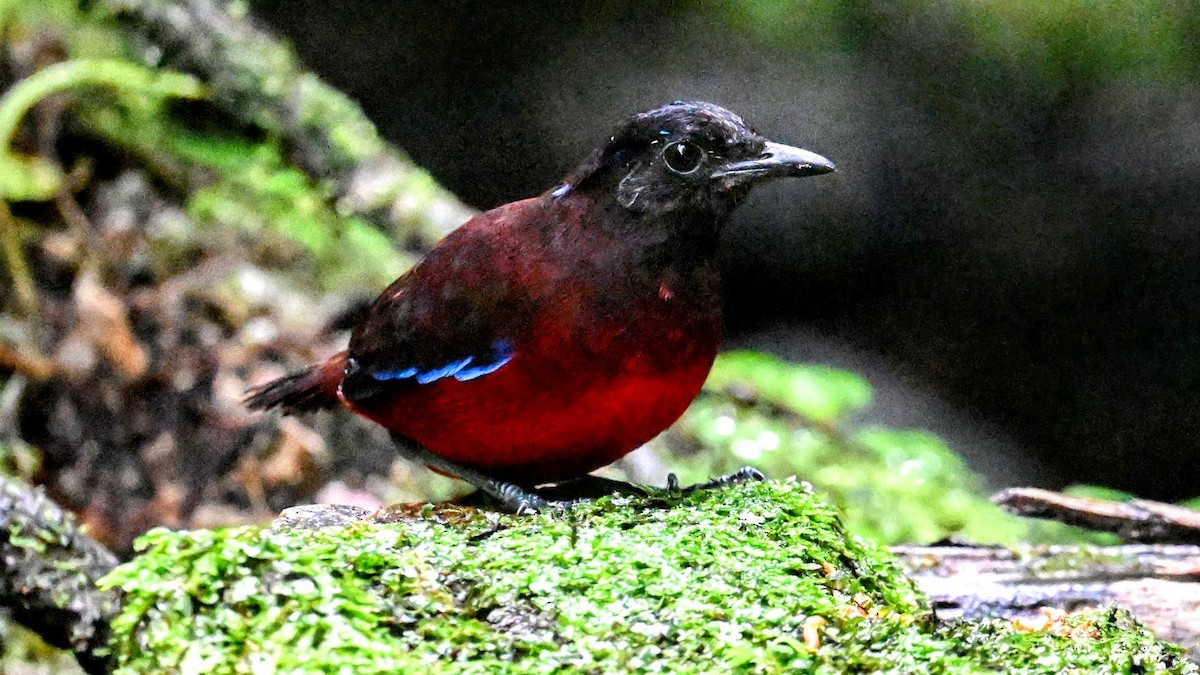 Graceful Pitta - ML645938117