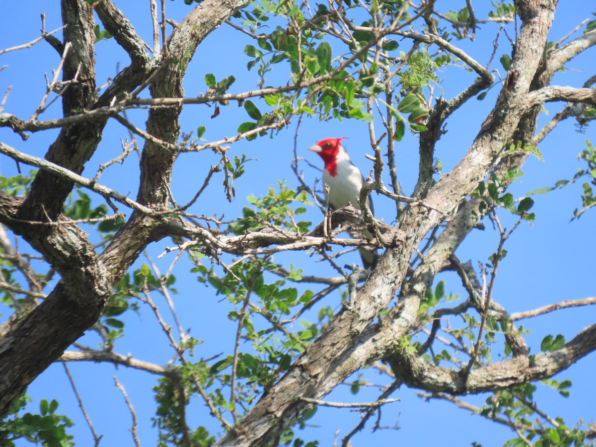 紅冠唐納雀 - ML645938121