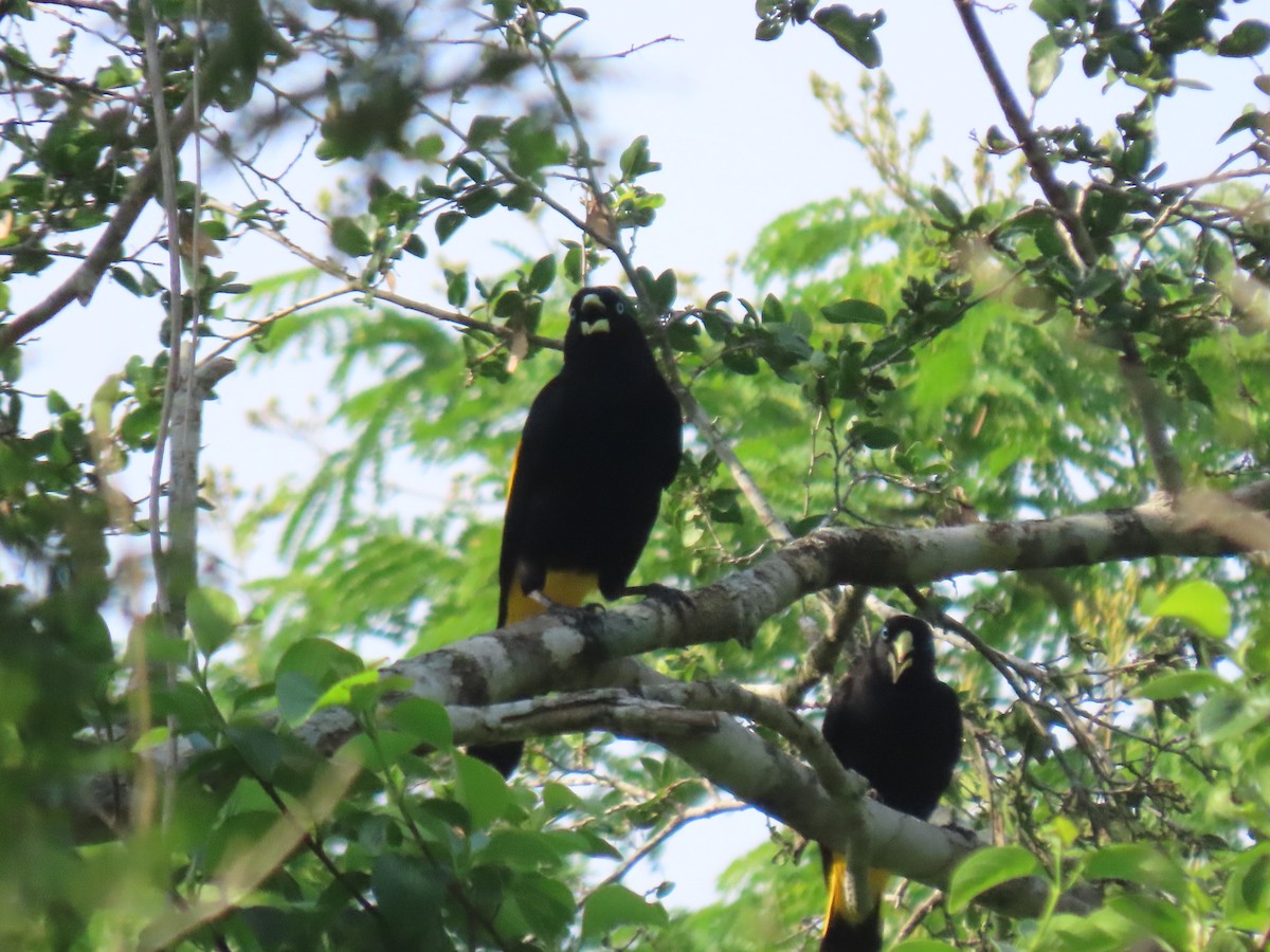 Yellow-rumped Cacique - ML645938129