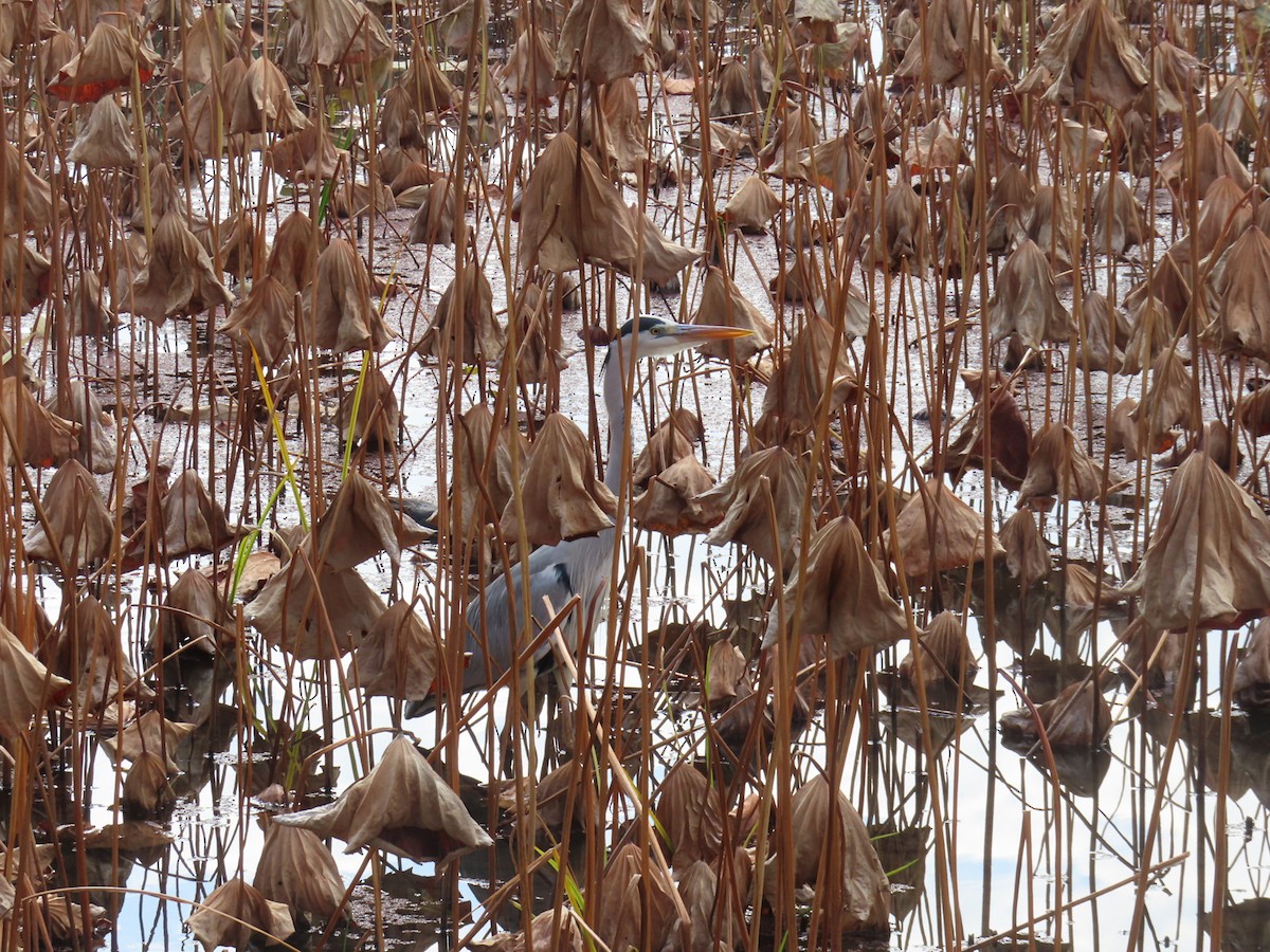 gråhegre - ML645938139