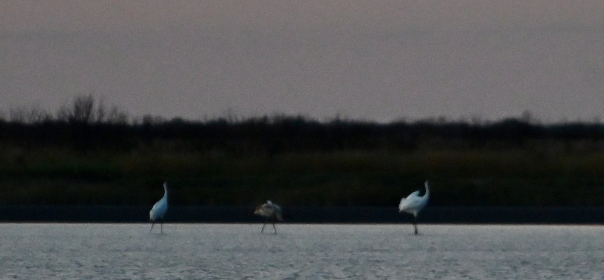 Kurrilo zuria - ML645938143