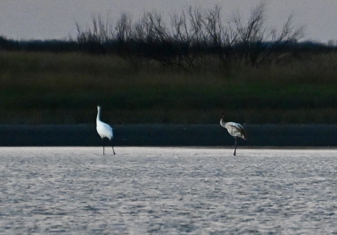 Kurrilo zuria - ML645938144