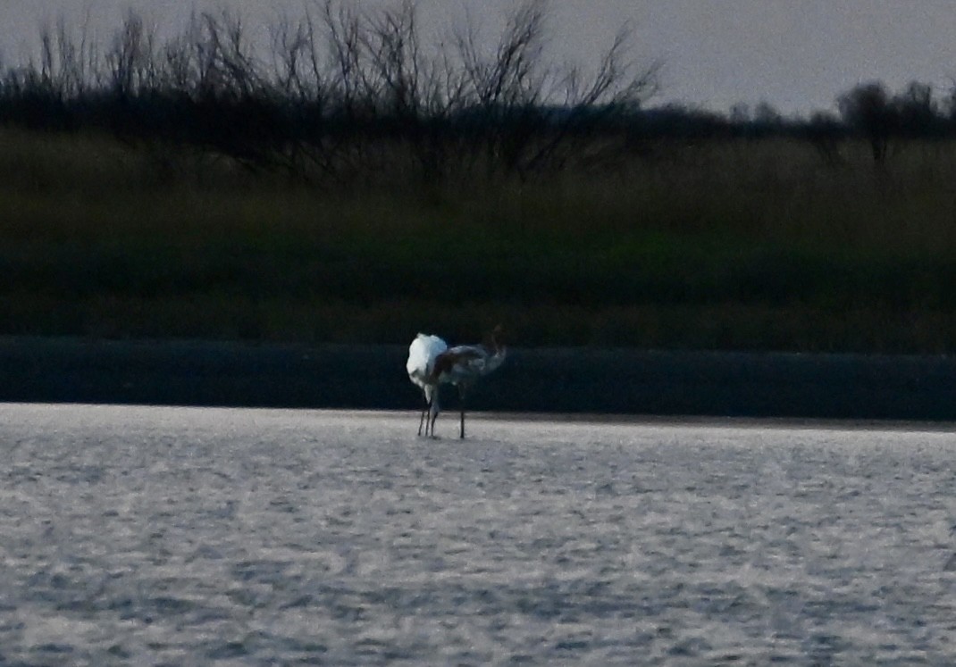 Kurrilo zuria - ML645938145