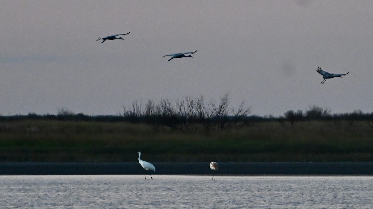 Kurrilo zuria - ML645938146