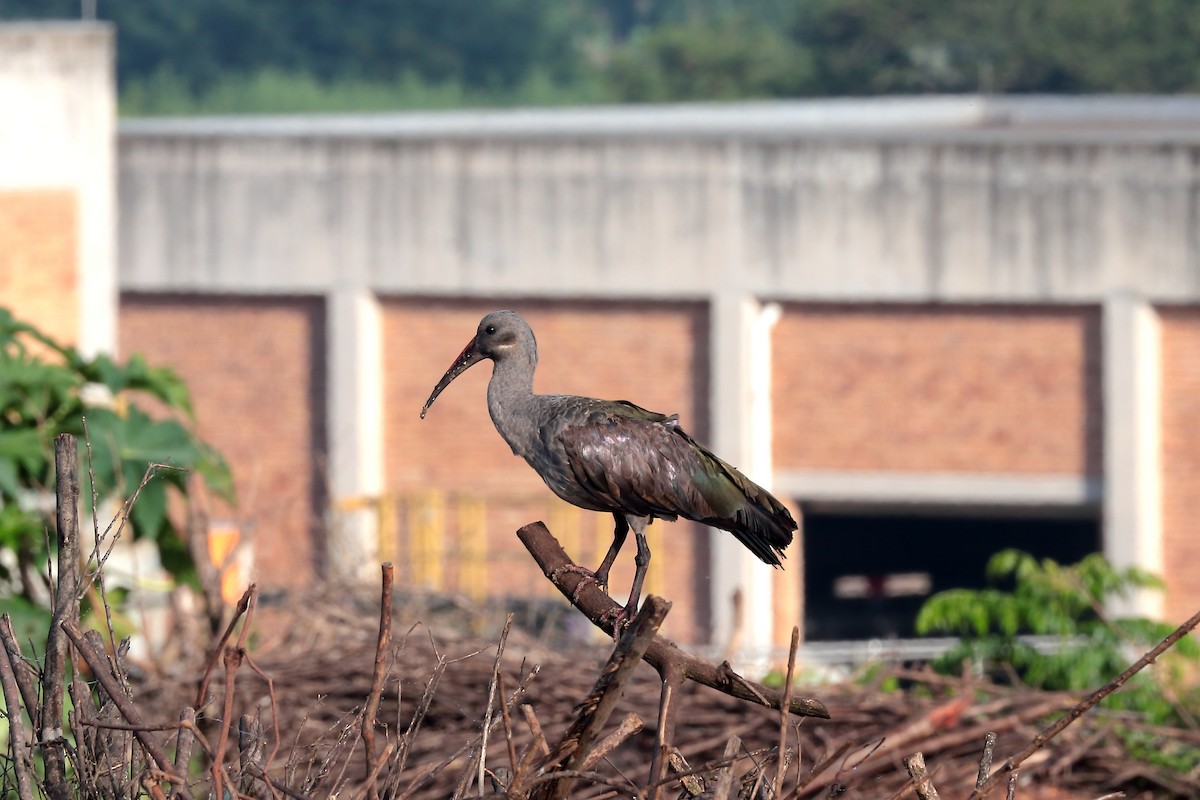 Hadada Ibis - ML645938149