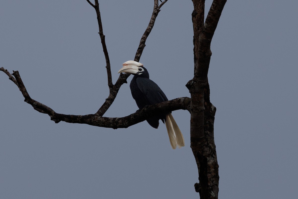 Palawan Hornbill - ML645938169