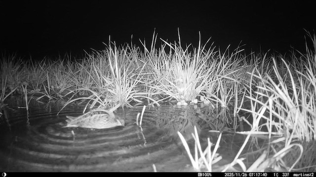 Küçük Suçulluğu - ML645938173