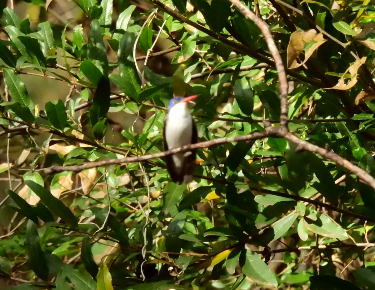 Violet-crowned Hummingbird - ML645938176