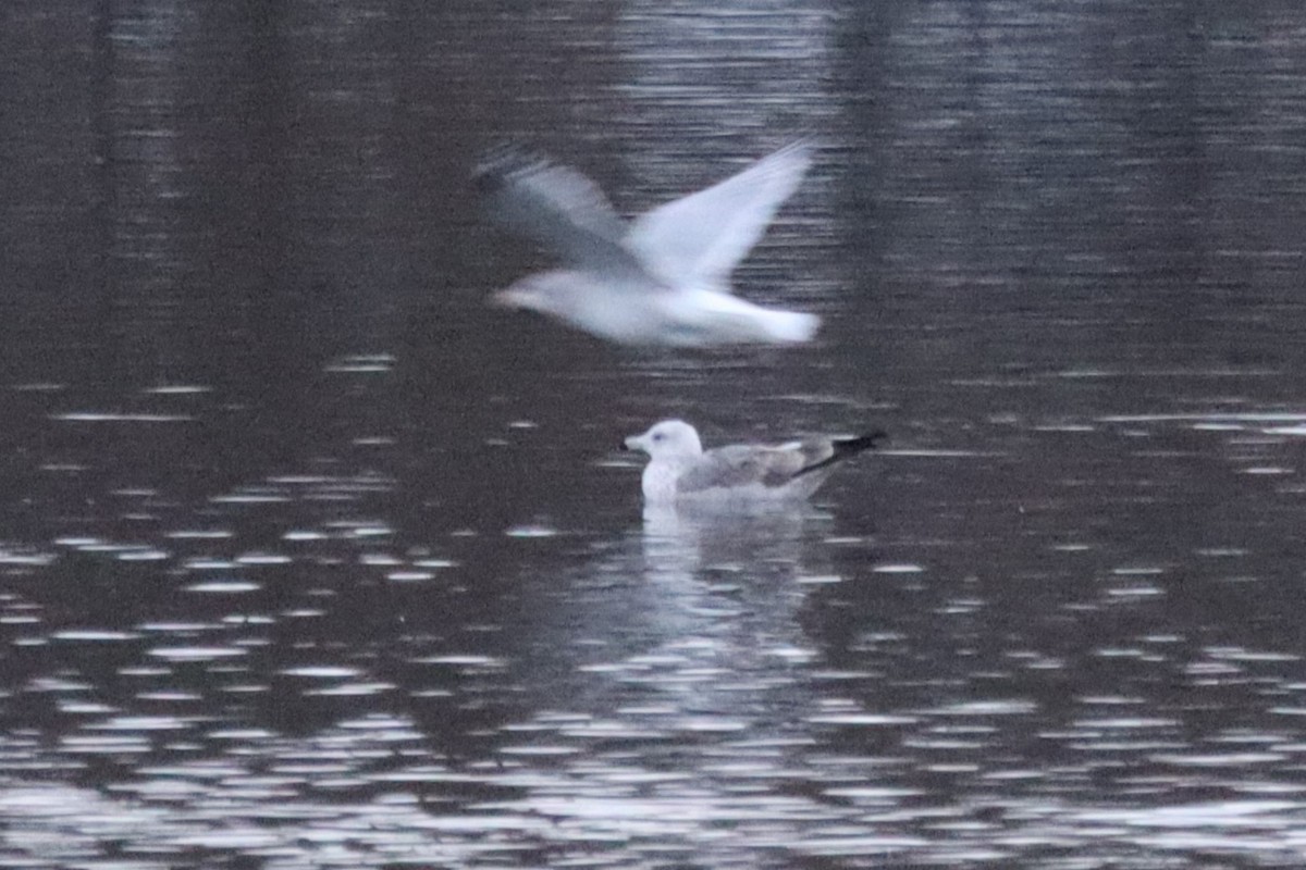 Larus sp. - ML645938183