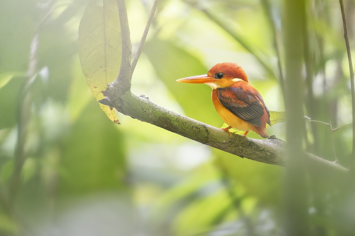 Rufous-backed Dwarf-Kingfisher - ML645938192