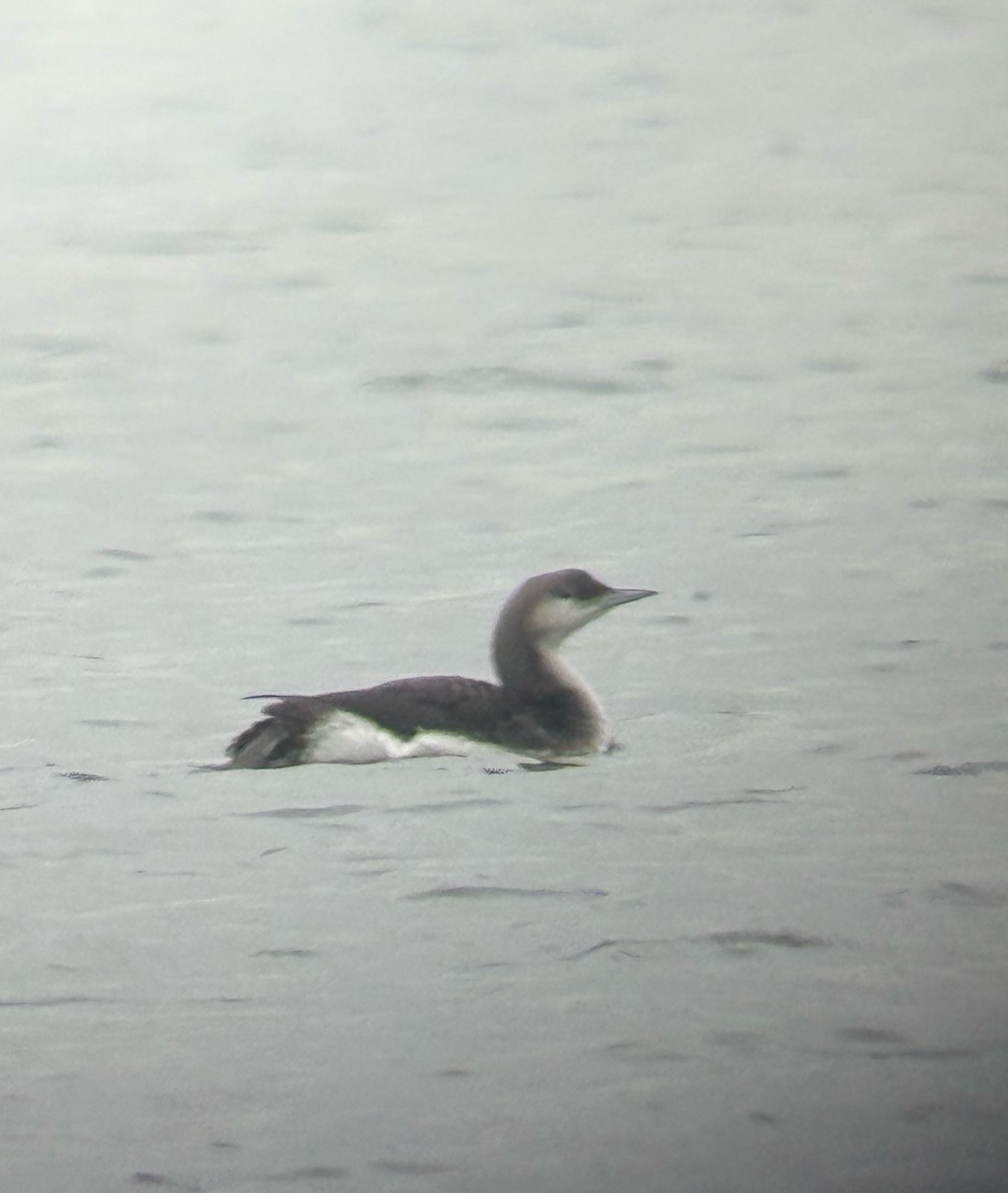 Arctic Loon - ML645938200