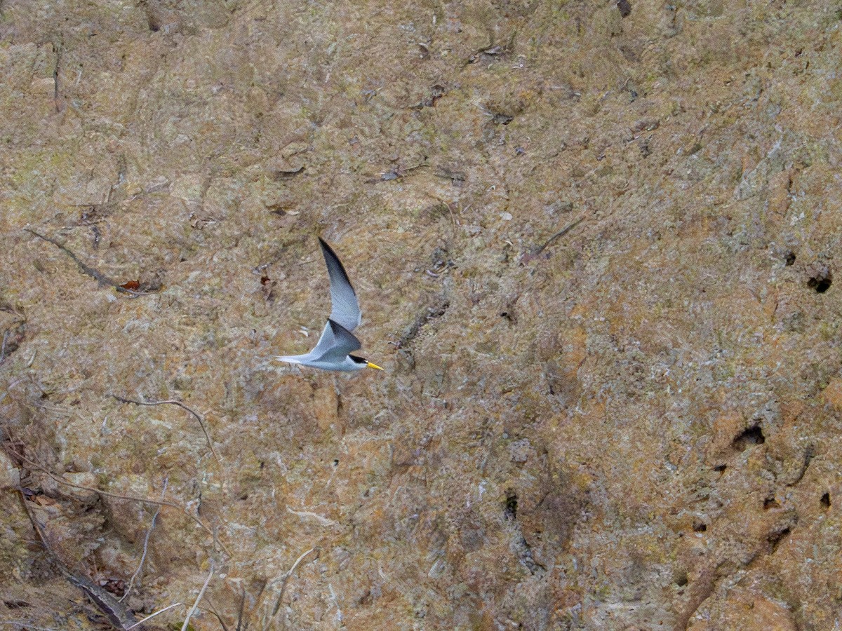 Амазонская крачка - ML645938202