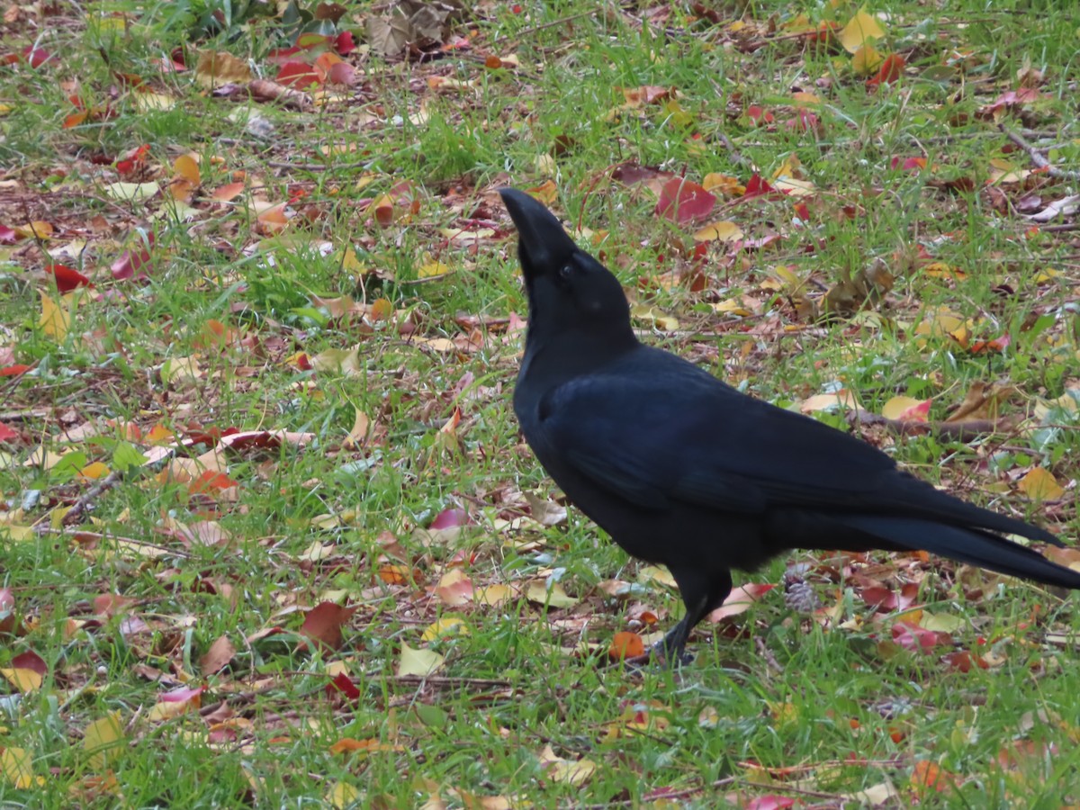 Large-billed Crow - ML645938216