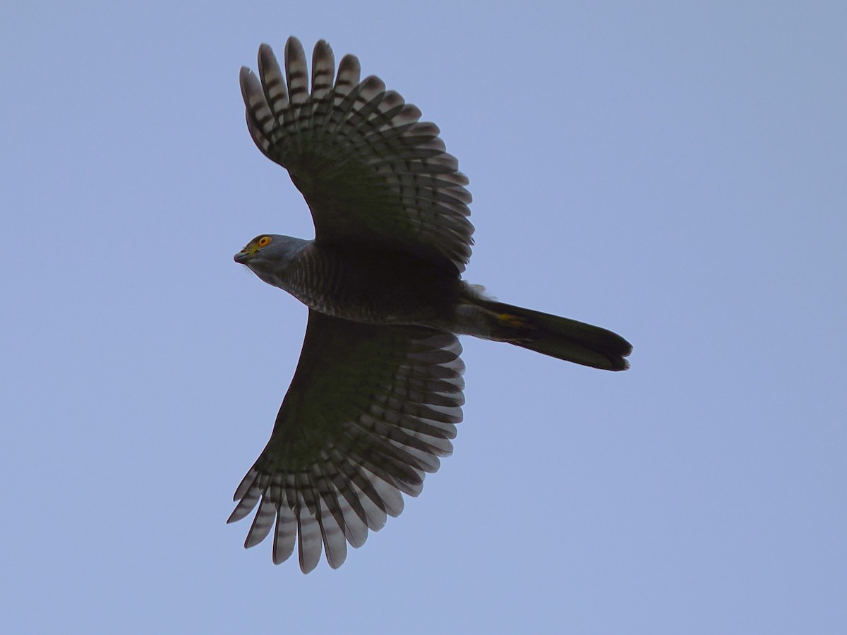 Afrikahabicht - ML645938225