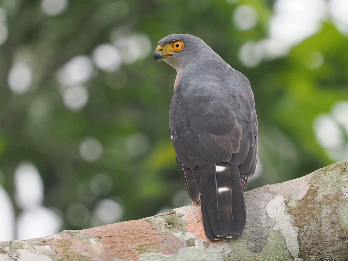 Afrikahabicht - ML645938226