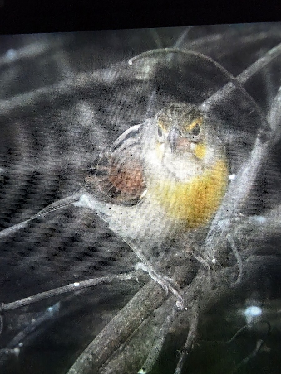 Dickcissel - ML645938242