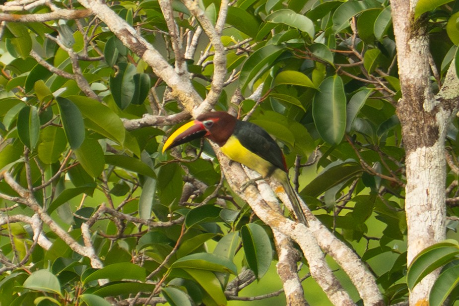 Green Aracari - ML645938244