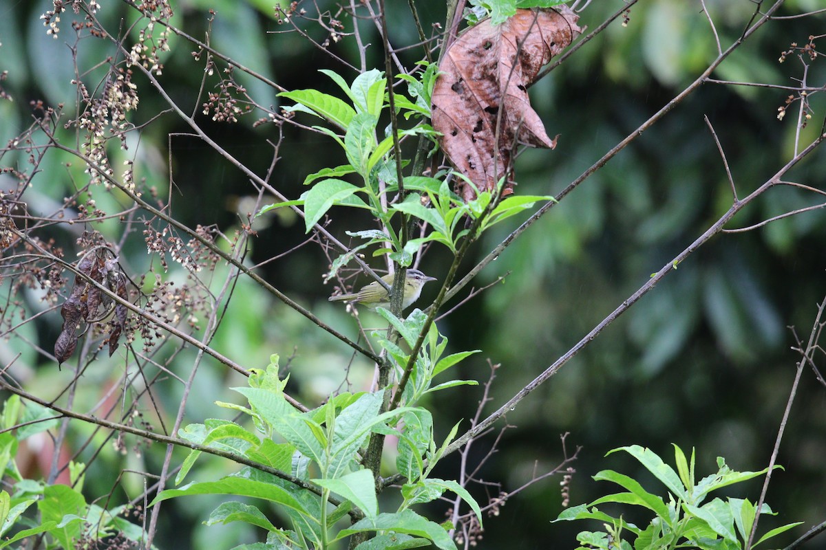 Chivi Vireo - ML645938248