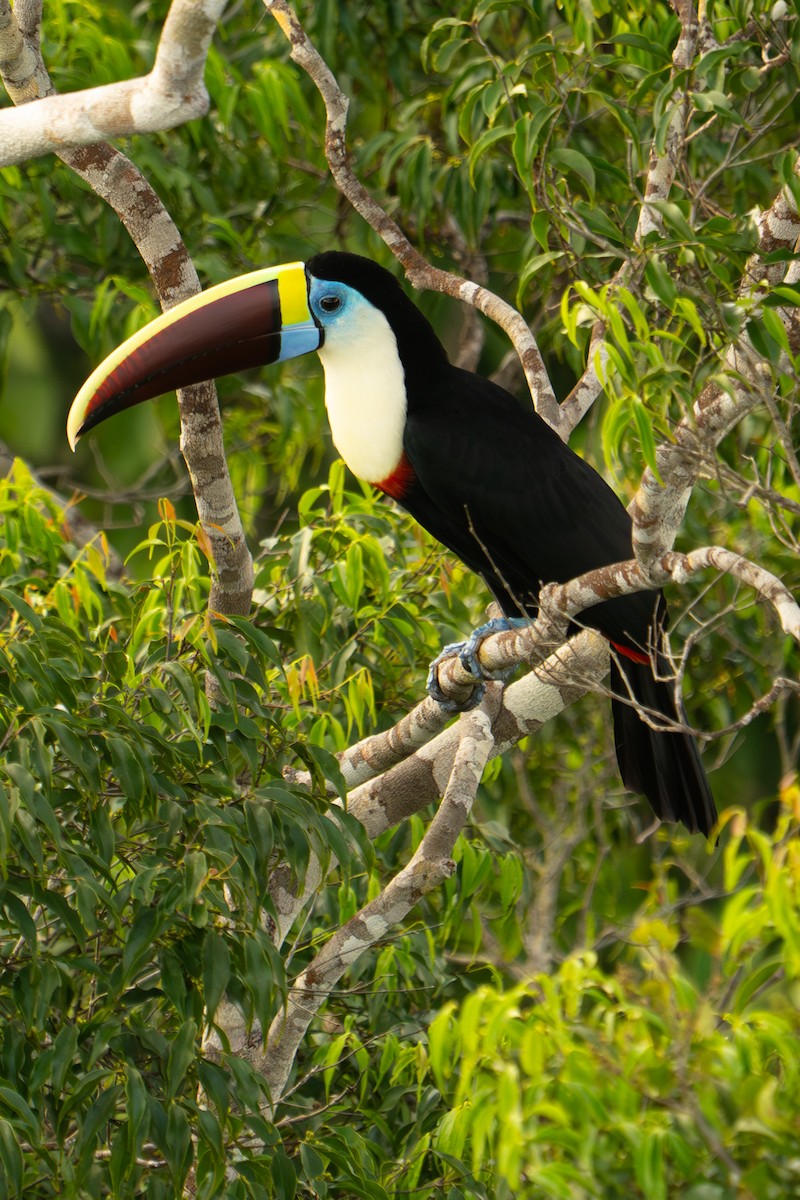 Tucán Pechiblanco - ML645938263