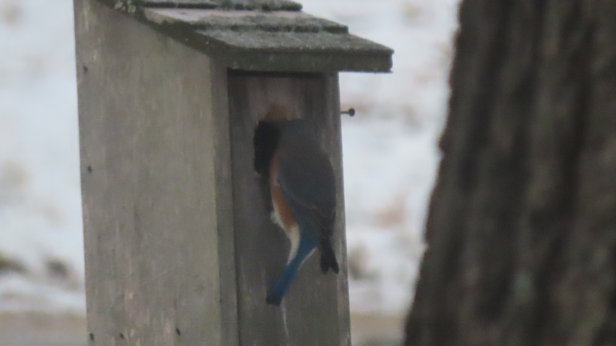 Merlebleu de l'Est - ML645938264