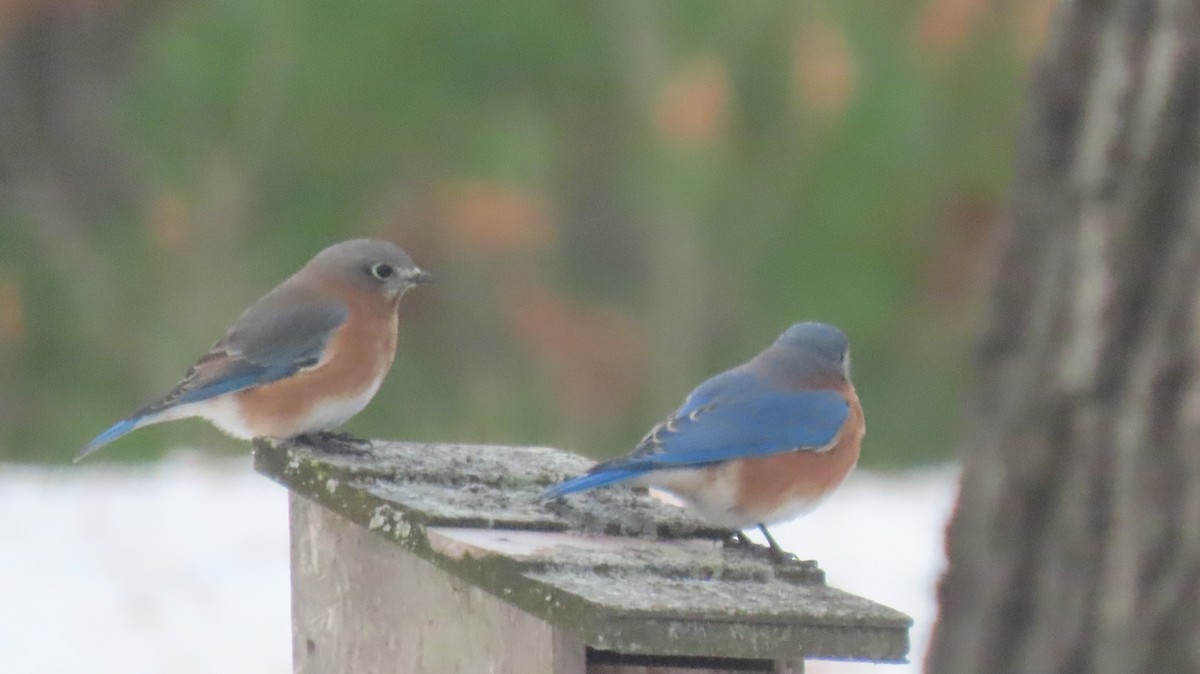 Merlebleu de l'Est - ML645938265