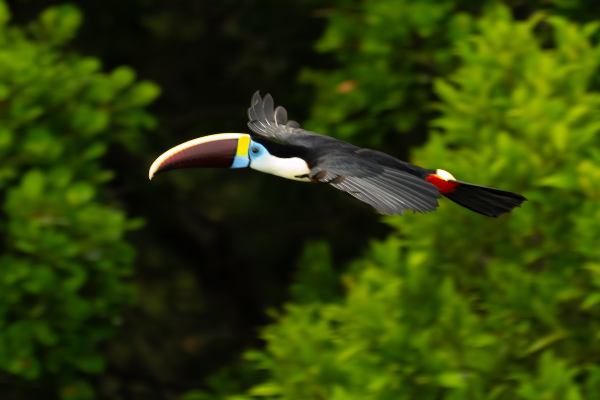 Tucán Pechiblanco - ML645938270