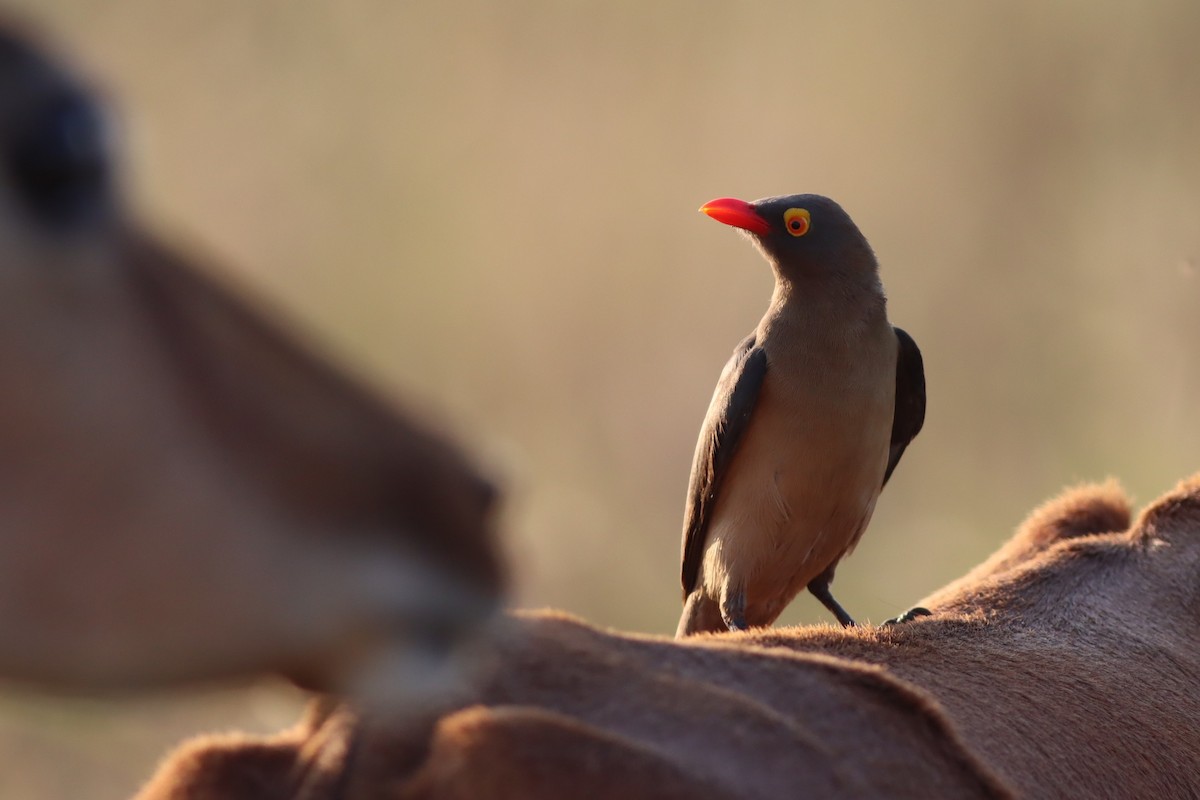 Red-billed Oxpecker - ML645938271