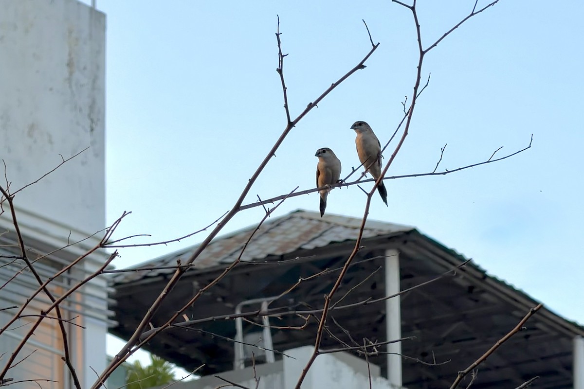 Indian Silverbill - ML645938273