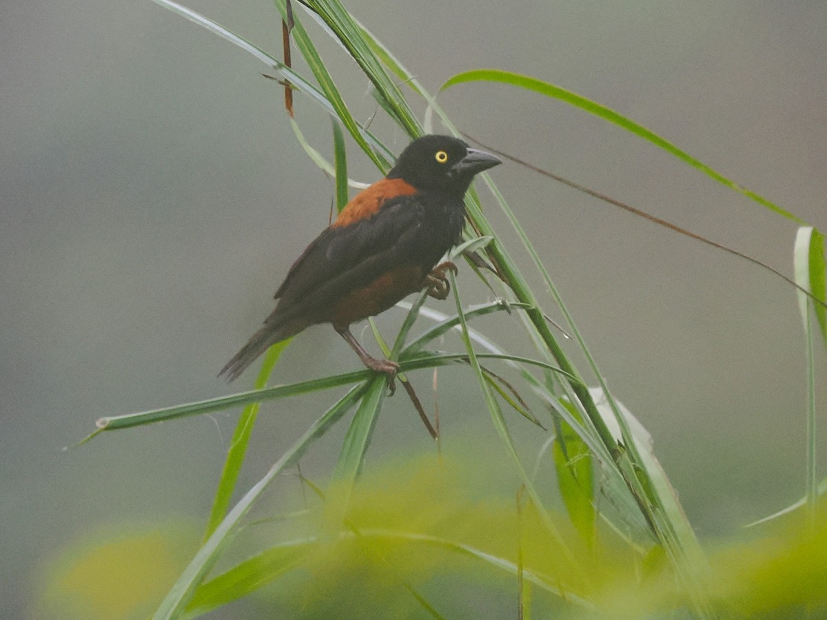 Chestnut-and-black Weaver - ML645938284