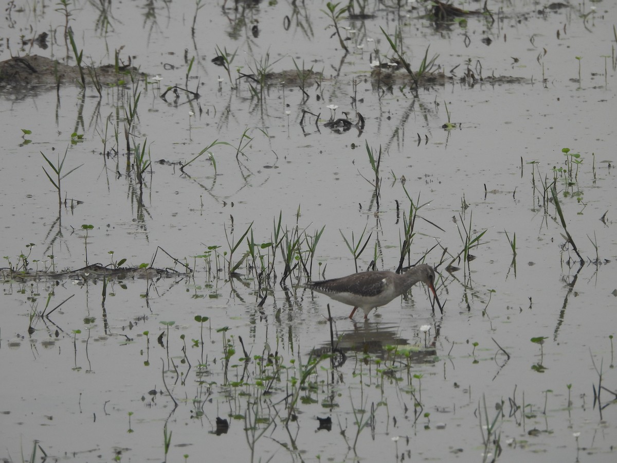 Spotted Redshank - ML645938289
