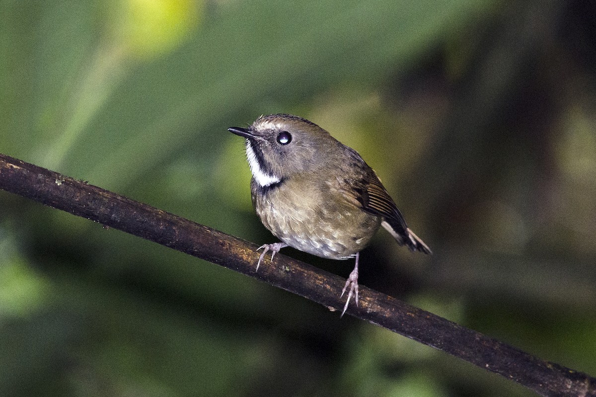 prydfluesnapper - ML645938303