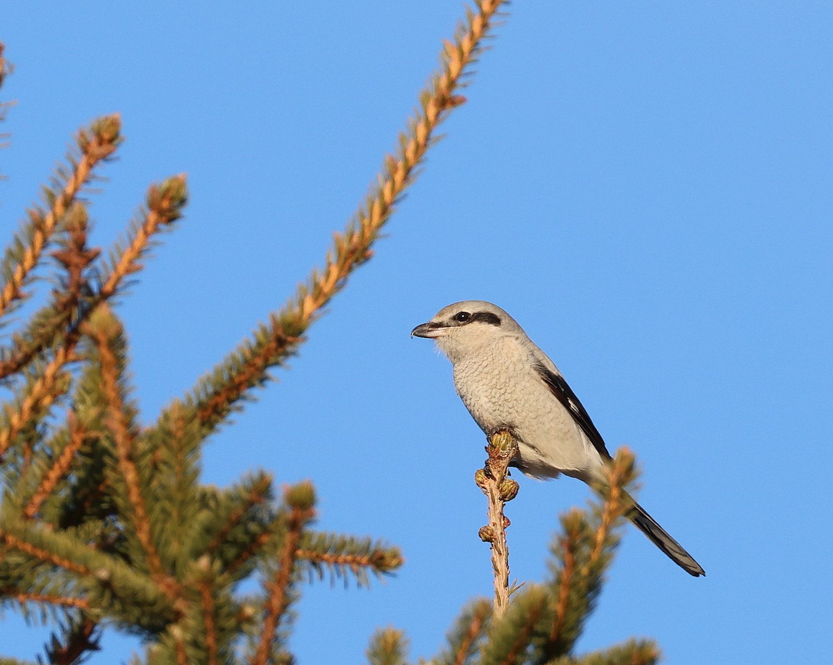 Northern Shrike - ML645938306