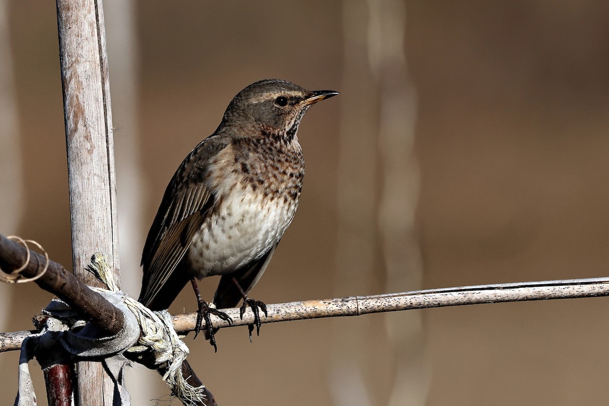 drozd rudohrdlý - ML645938316