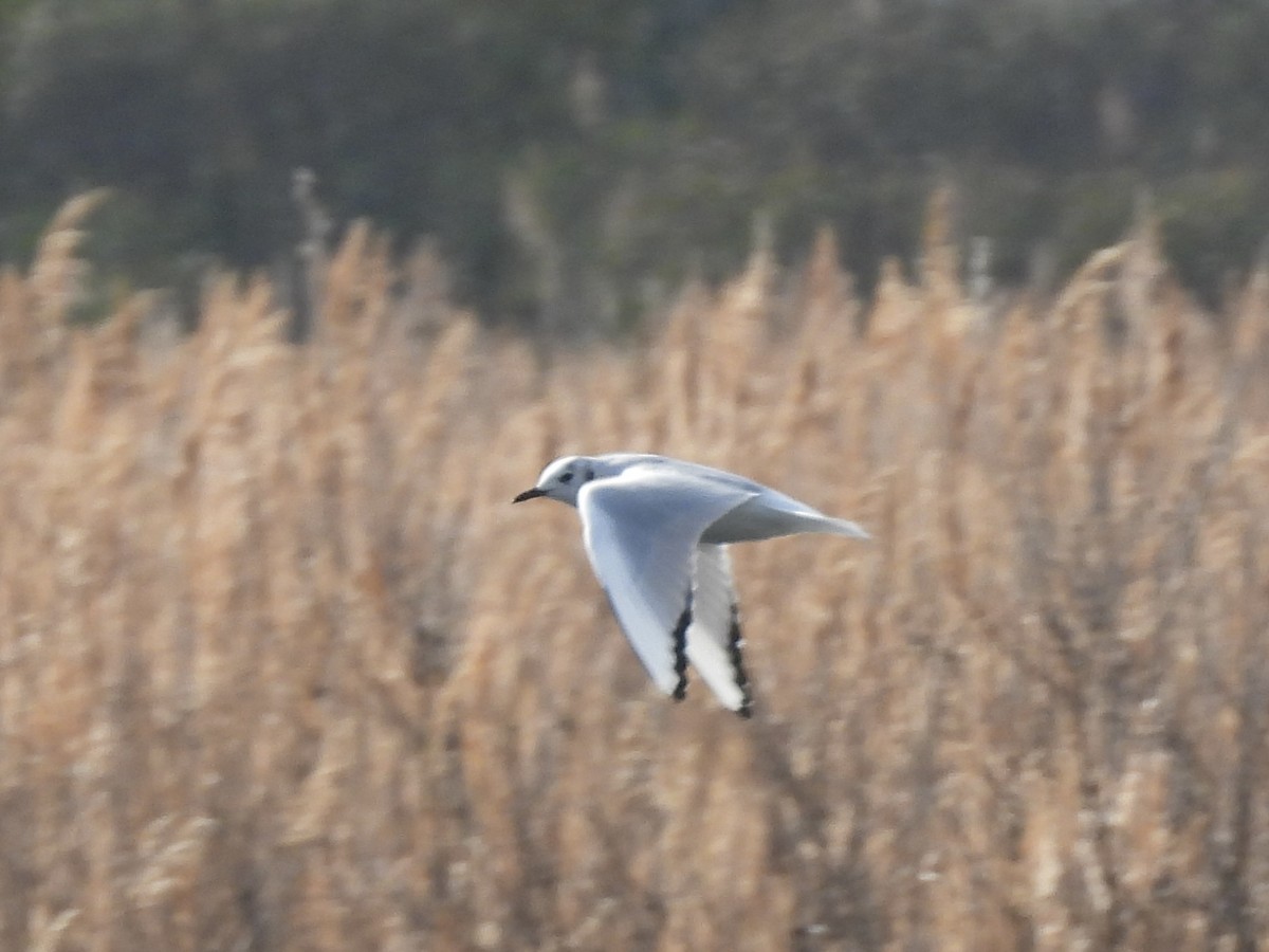 Bonaparte's Gull - ML645938326