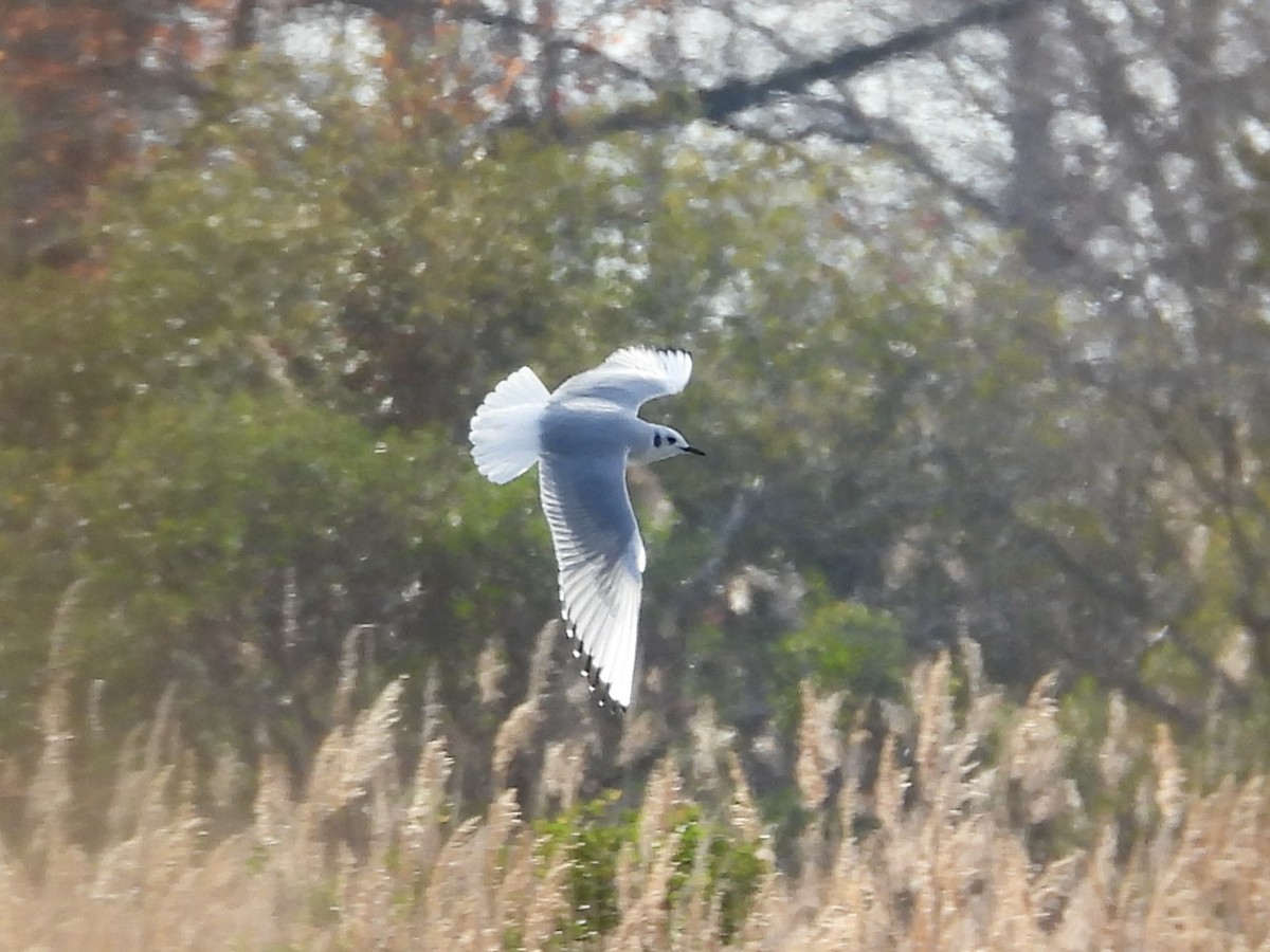 Bonaparte's Gull - ML645938327