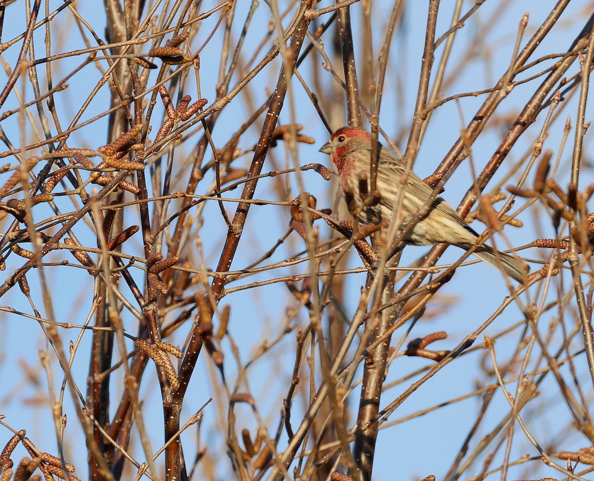 House Finch - ML645938329
