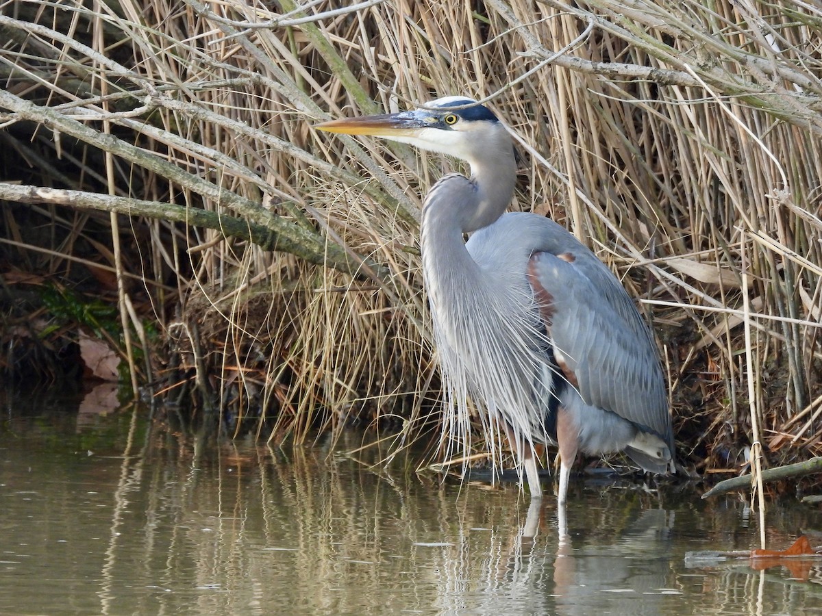 Great Blue Heron - ML645938334