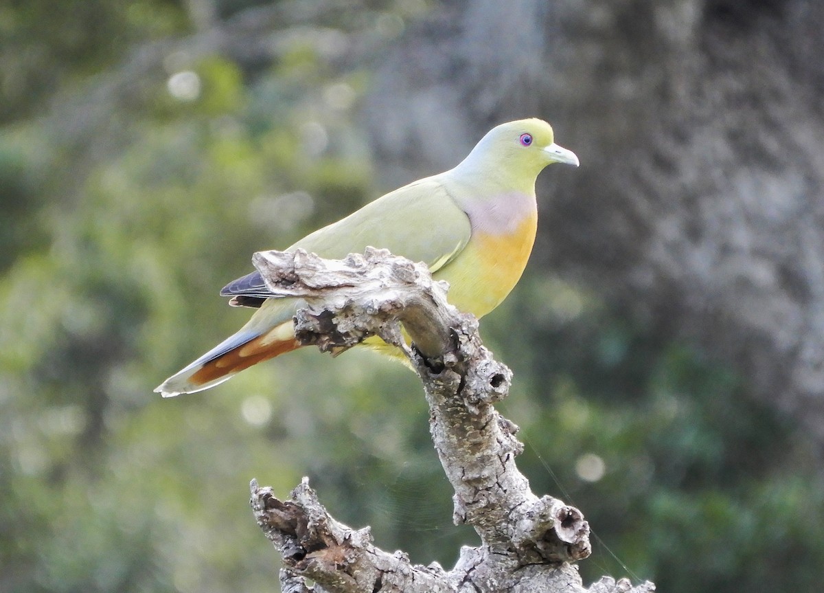 Оранжевогрудый зелёный голубь - ML645938336