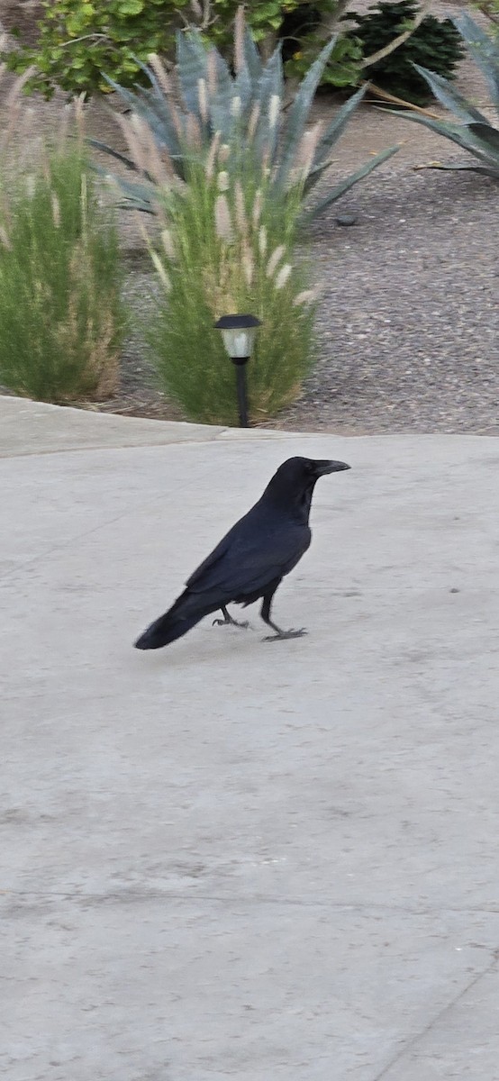Common Raven - ML645938337