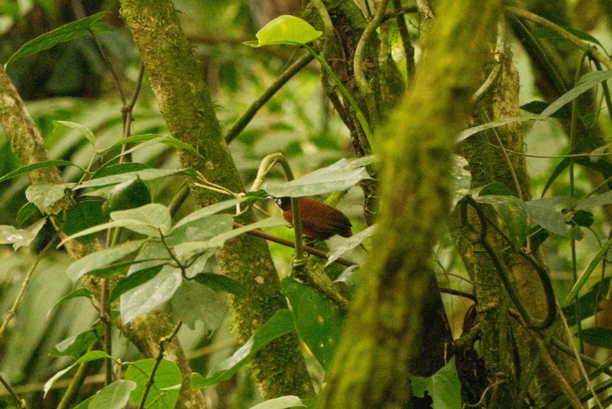 Bay Wren - ML645938343