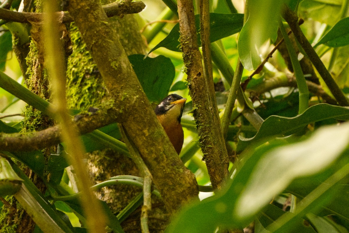 Bay Wren - ML645938344