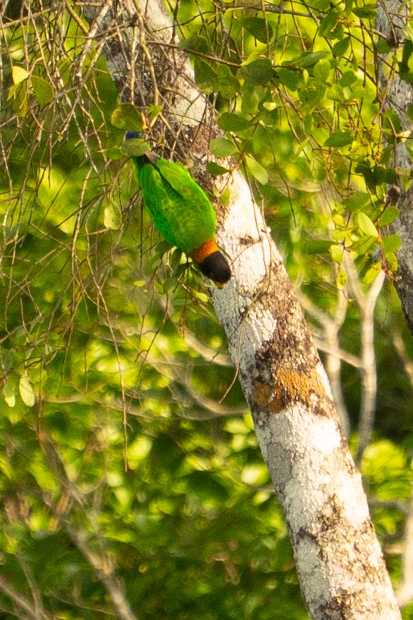 Caica Parrot - ML645938345