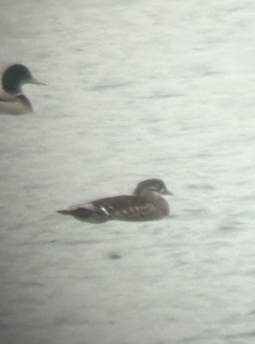 Mandarin Duck - ML645938352