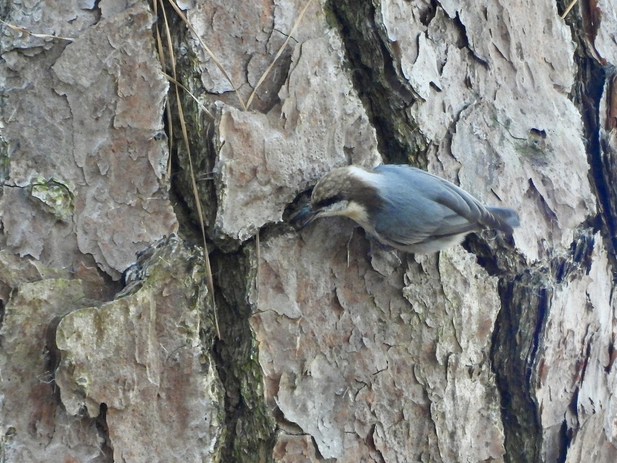 brhlík hnědohlavý - ML645938353